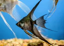Billede af Sorte kejserfisk - Angel fish black (Pterophyllum scalare) 2.0 cm