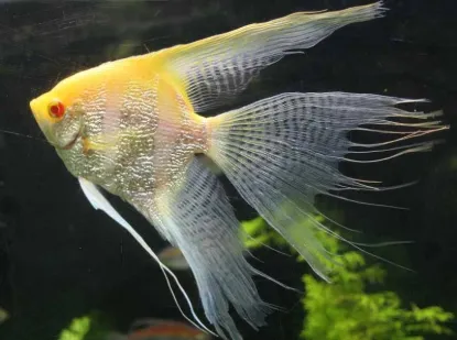 Billede af Albino kejserfisk med røde øjne - Angel red eye albino (Pterophyllum scalare)