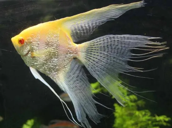 Billede af Albino kejserfisk med røde øjne - Angel red eye albino (Pterophyllum scalare)