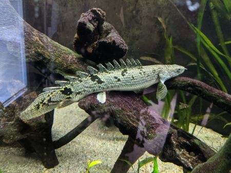 Billede til varegruppe Mange finner (Ploypterus)