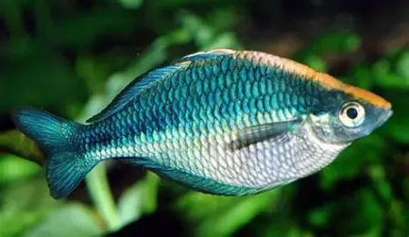 Billede til varegruppe Ciprinider Karper (Cyprinidae)