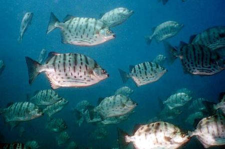 Billede til varegruppe Frisk/salt vands fish (Brackfish)