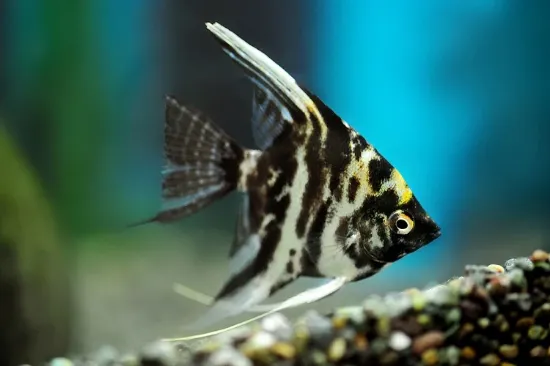 Billede af Pterophyllum scalare - Angel marble