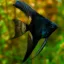 Billede af Sorte kejserfisk (Angel fish black)